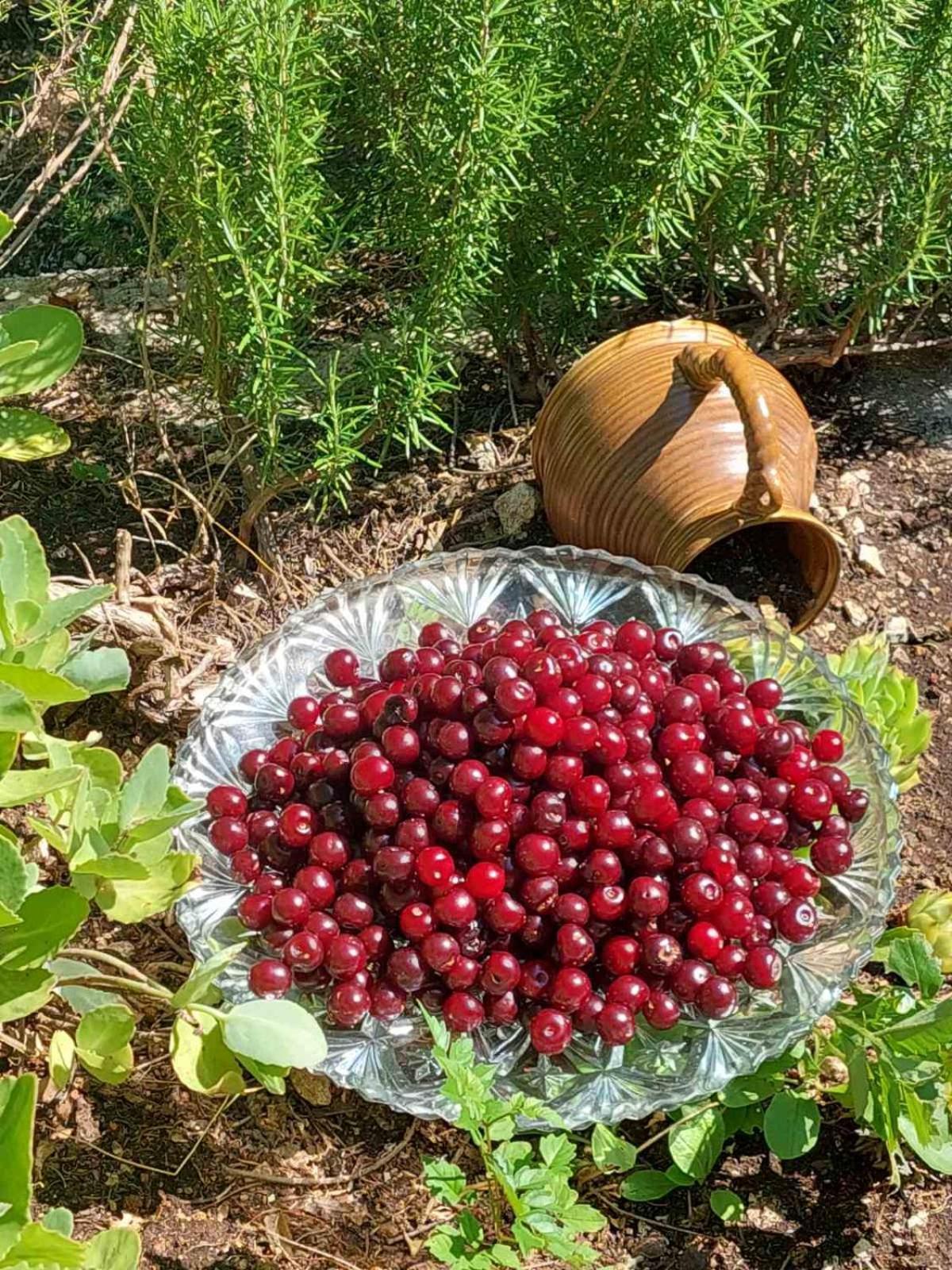 Aria Daire Cetinje Dış mekan fotoğraf