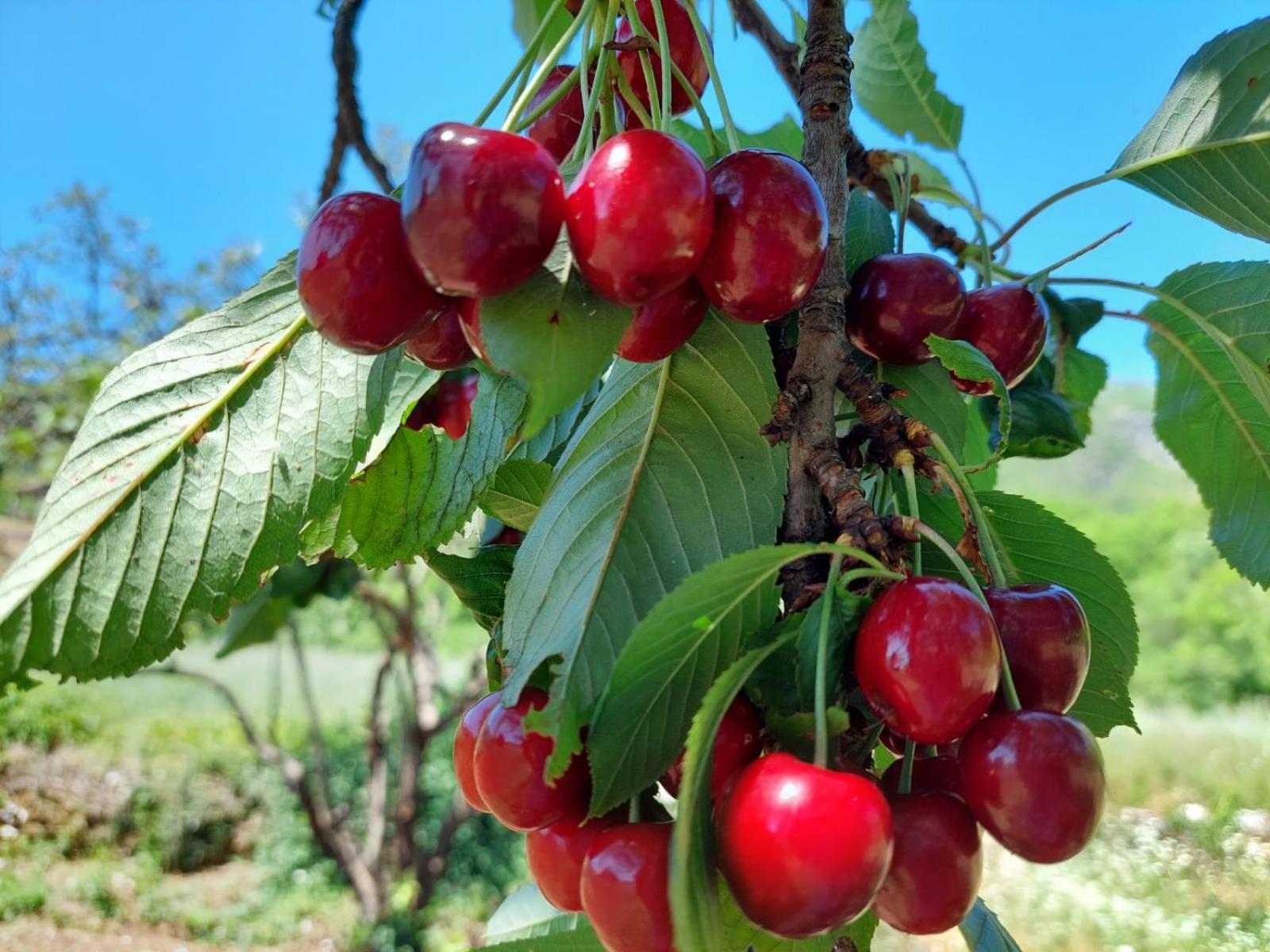 Aria Daire Cetinje Dış mekan fotoğraf